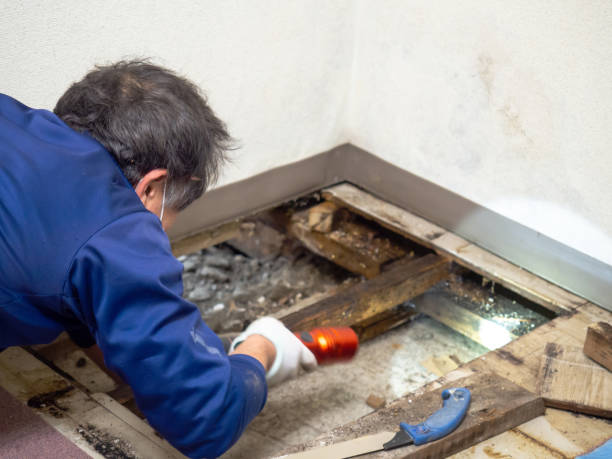 Mold Removal and Inspection in Swift Trail Junction, AZ