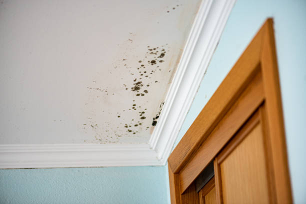 Best Toxic Mold Removal  in Swift Trail Junction, AZ
