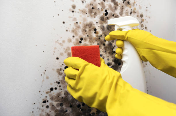 Best Attic Mold Removal  in Swift Trail Junction, AZ