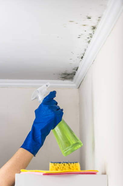 Best Attic Mold Removal  in Swift Trail Junction, AZ